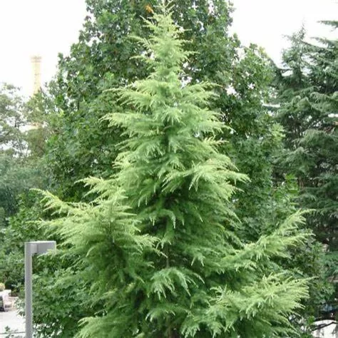 Кедр гималайский Карл Фукс v5 h100-125 Lav 