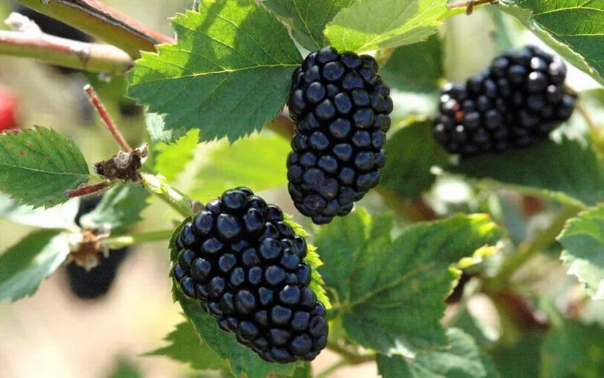 Ежевика Прайм Арк Тревелер v2 20-40 Tim 