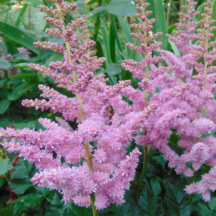 Вижион ин Пинк Астильба