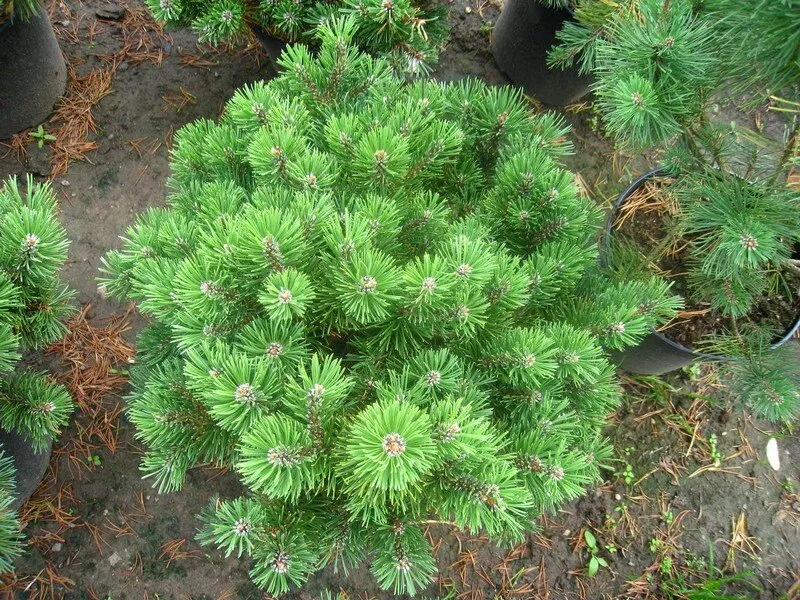 Сосна горная Марч v7,5 25-30 