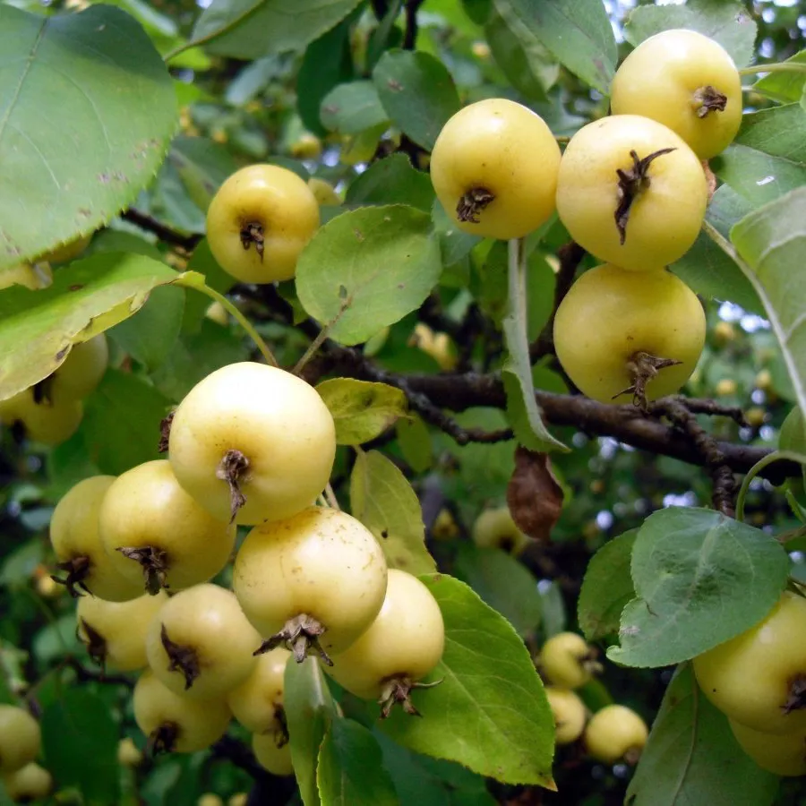 Яблоня Китайка Золотая Ранняя ранн v7 80-100 Tim 