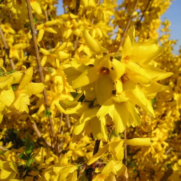 Форзиция промежуточная Линвуд c5-7,5 h80-100 UL 