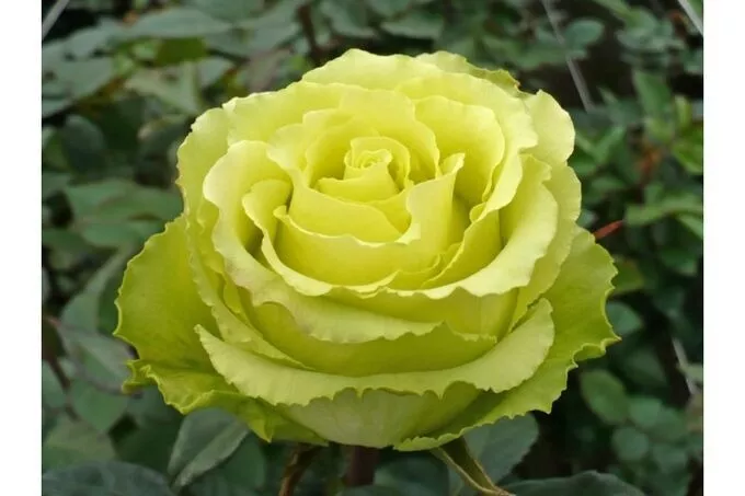 Роза чайно-гибридная Лимбо в коробке АФ 