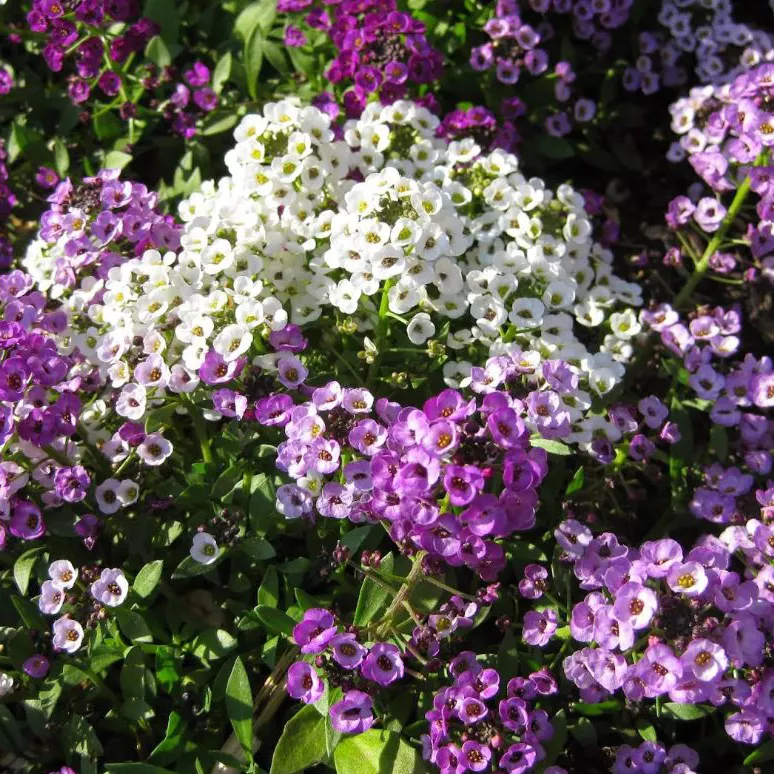 Алиссум кассета 6шт МО 