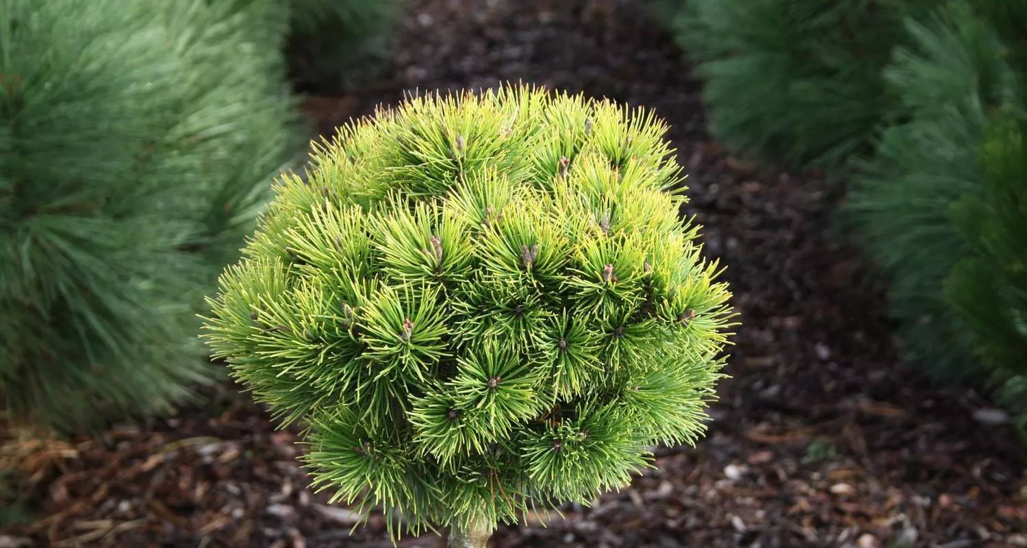 Сосна горная Офир v2 Bor 