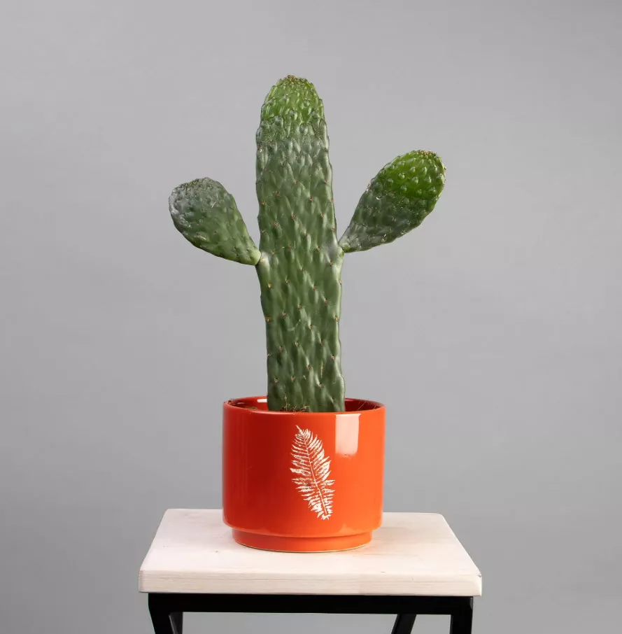 Опунция в керамике d15 h15 