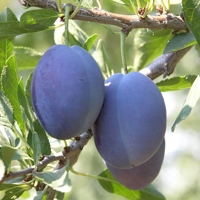 Слива Стенли поздн v7,5 100-140 ЦО 