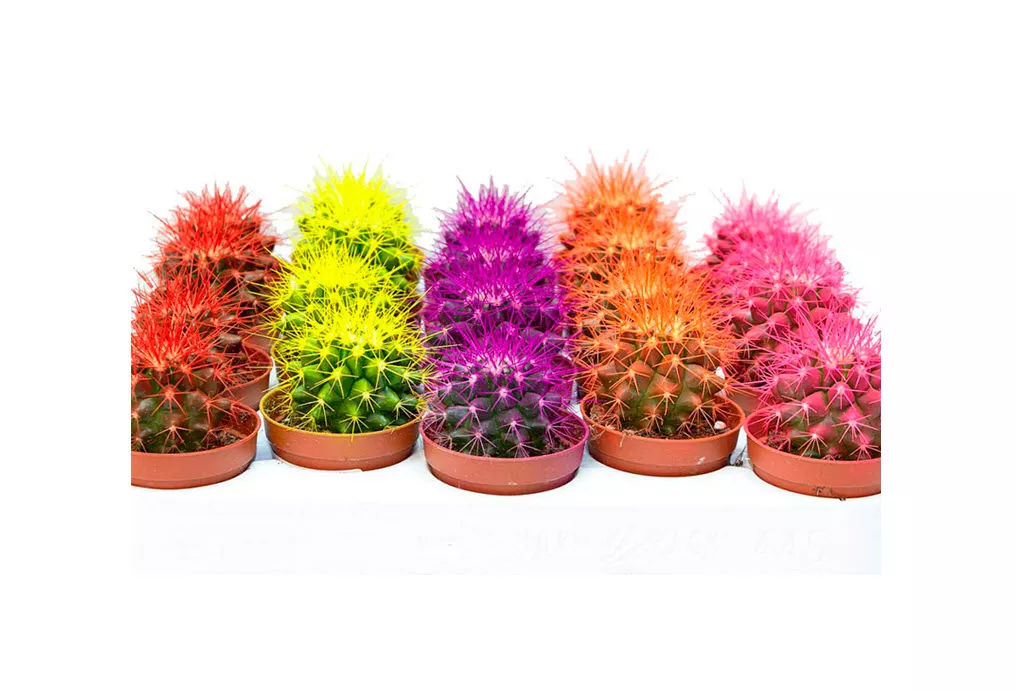 Эхинокактус Рейнбоу микс d5 h8 