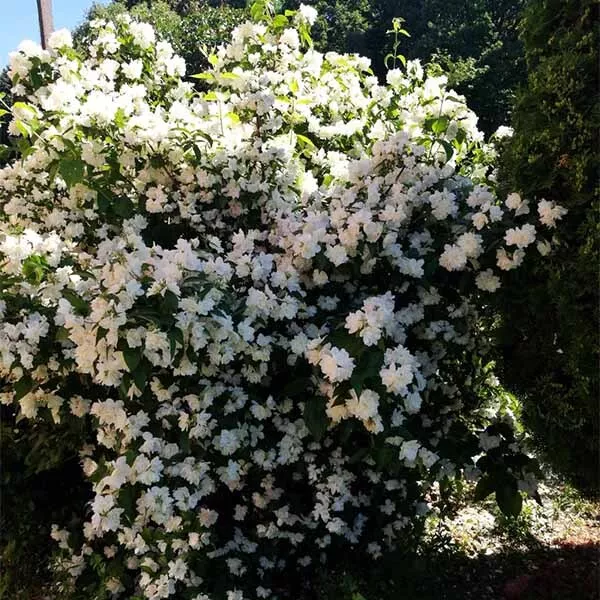 Чубушник Жемчуг v2 Tim 