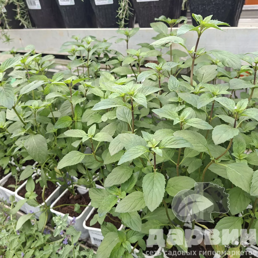 Мята Мандариновая p9 Lav 