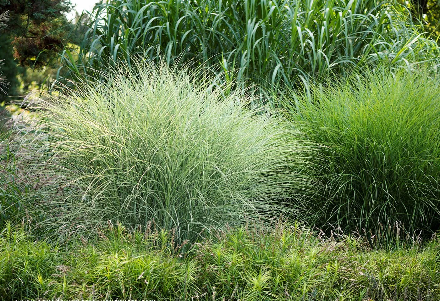 Мискантус китайский Морнинг Лайт v2 Lav 