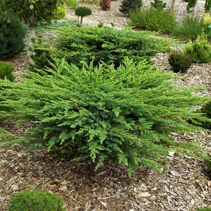 Можжевельник обыкновенный Шлагер v8 30-40 