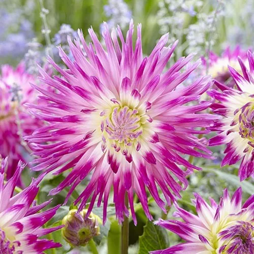 Клубень НВМ Георгина Бахромчатая Веритэйбл (II) 1шт 