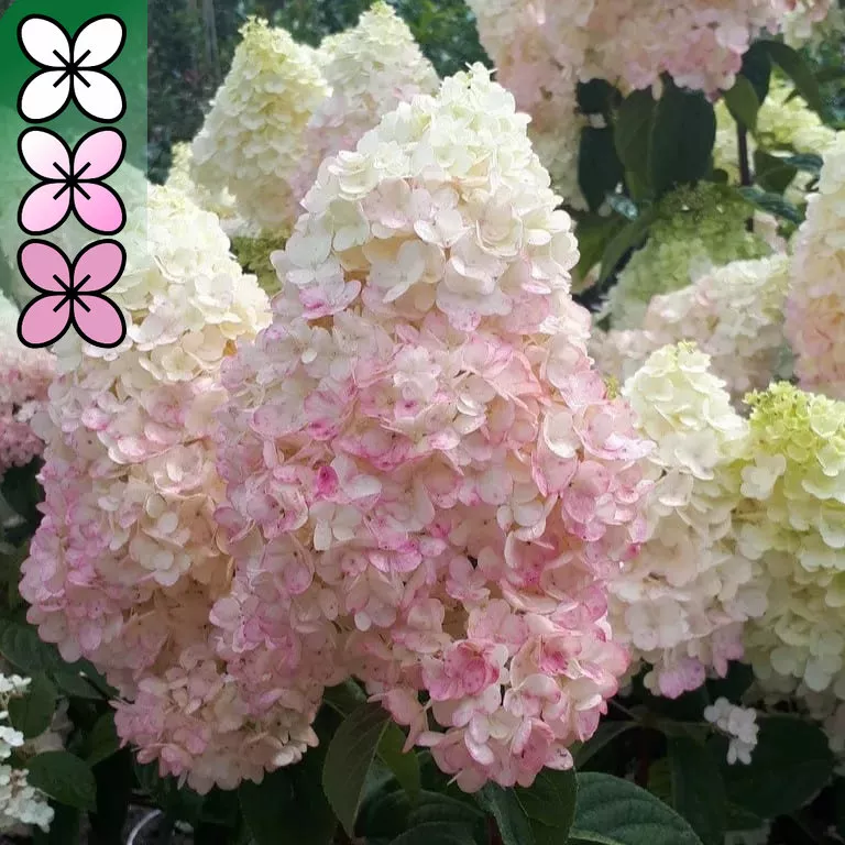Гортензия метельчатая Сильвер Доллар v15 30-50 YP 