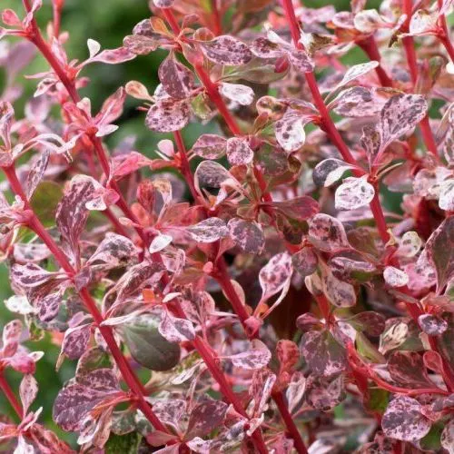 Барбарис тунберга Розетта v2 h30-50 UL 