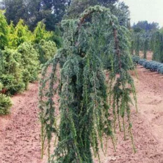 Кедр гималайский Пендула v5 h100-125 Lav 