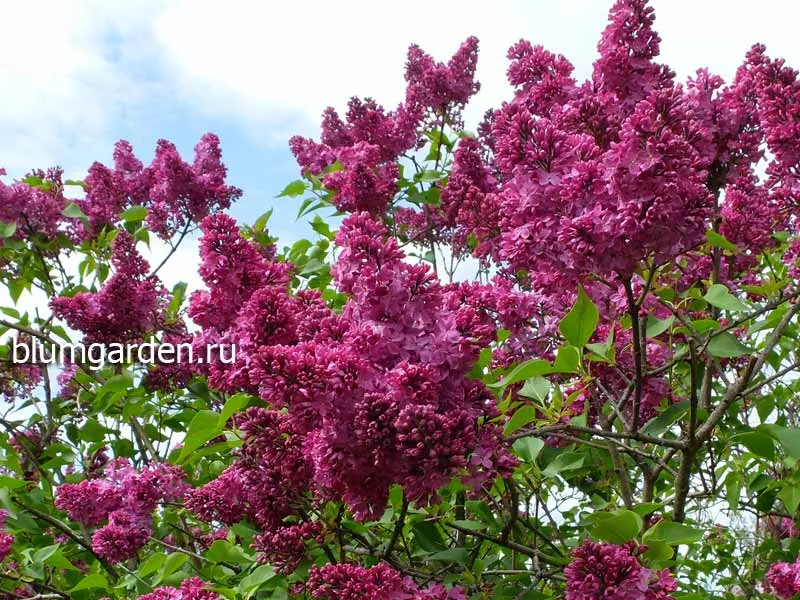 Сирень обыкновенная Индия v2 Lav 