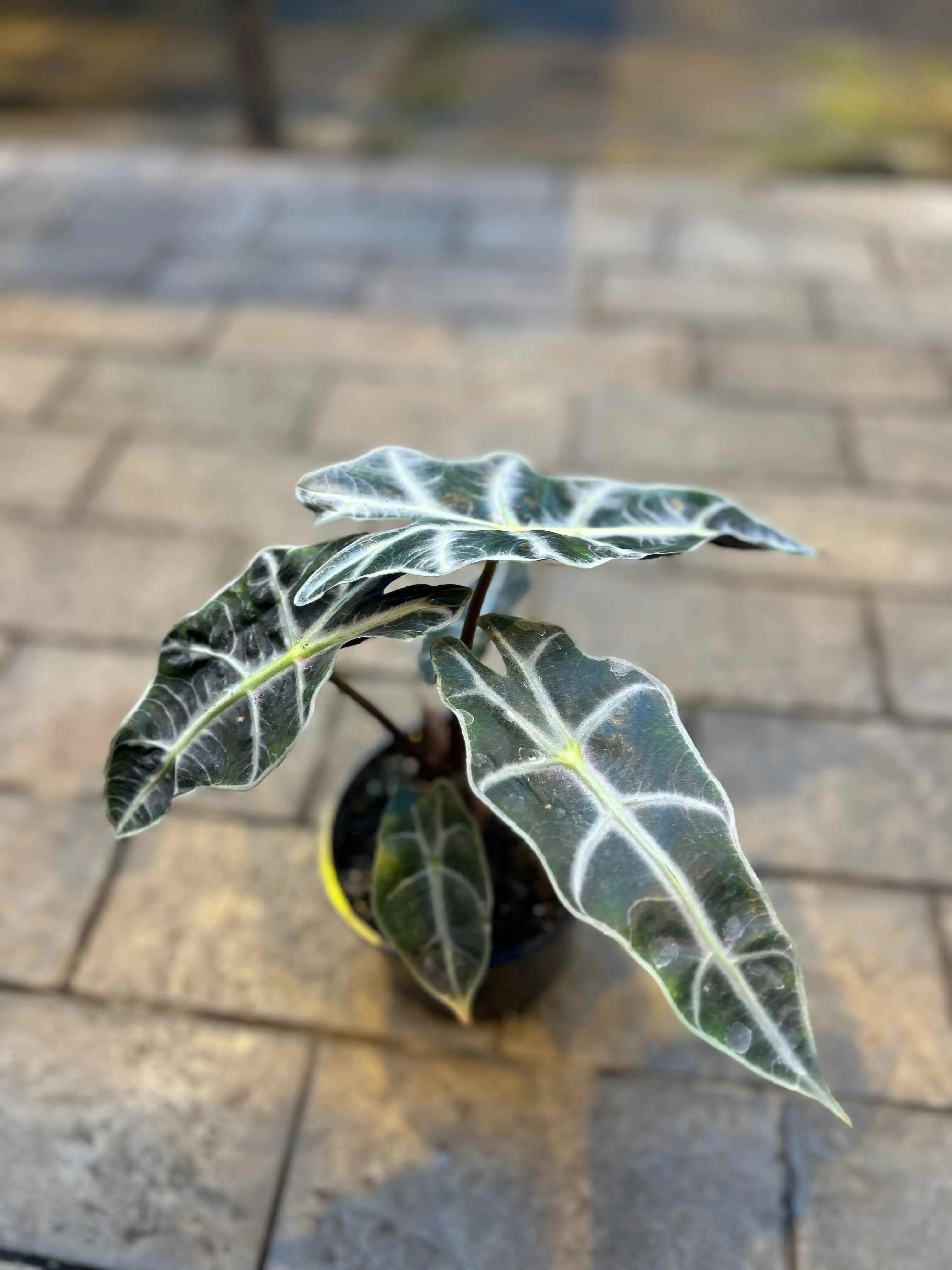 Алоказия Полли d11 Tim 