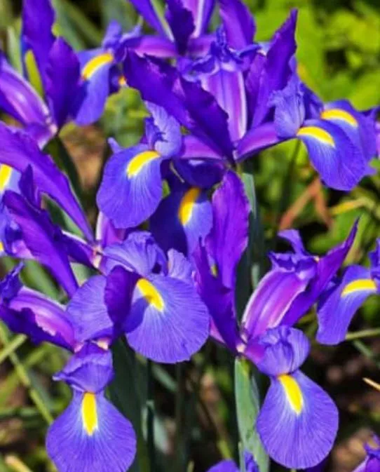 Луковица Ирис голландский Симфония 6/7  10шт. Поиск 