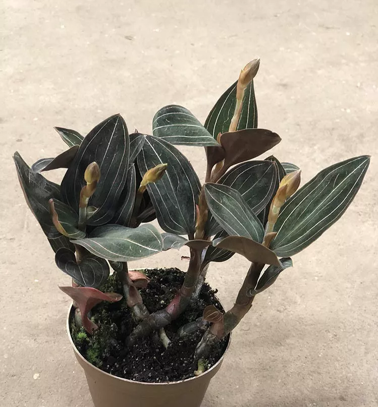 Лудизия Дисколор d12 h35 