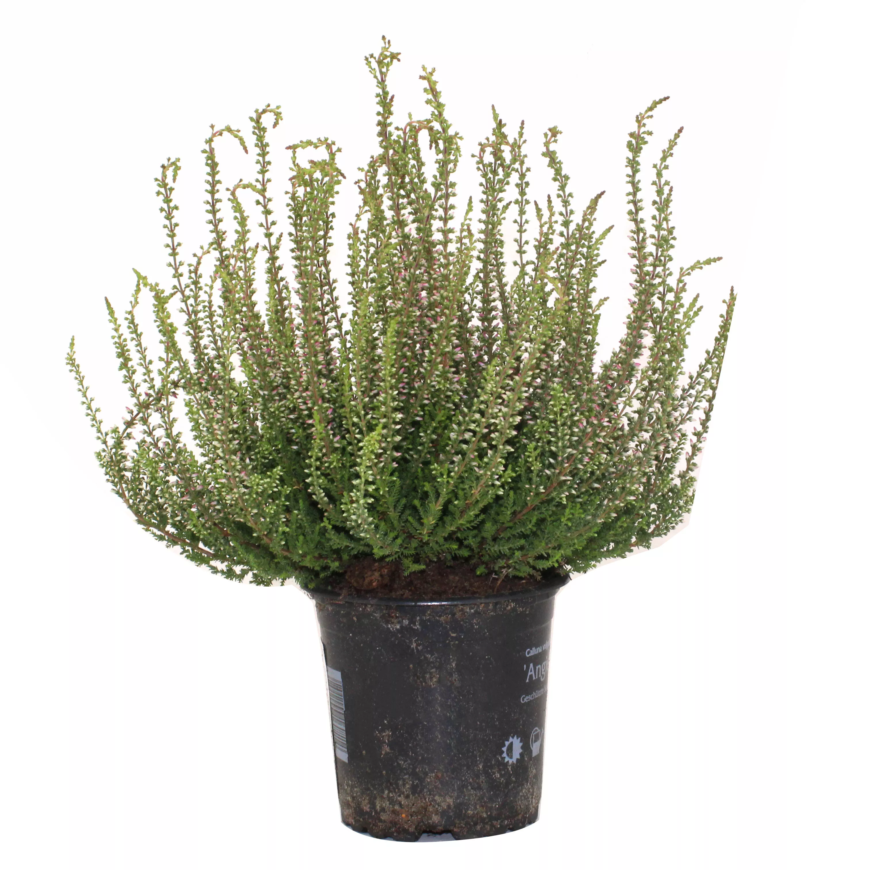 Вереск Нова d 11 h 20 