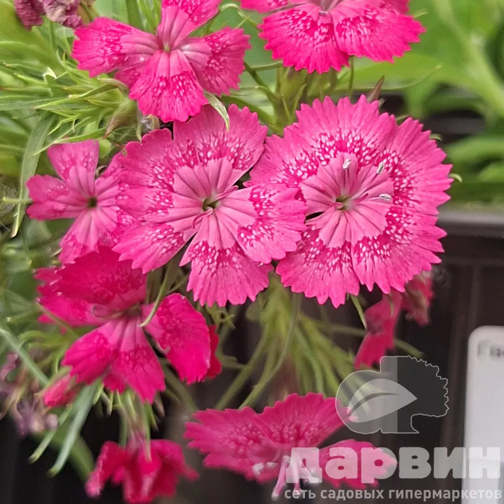 Гвоздика бородатая Барбарини v2 Tim 