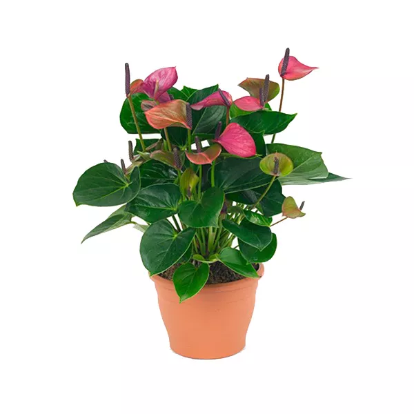 Антуриум Андрианум Беби Перпл d 12 h40 