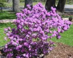 Рододендрон Пи Джи Эм Элит v2 Tim 