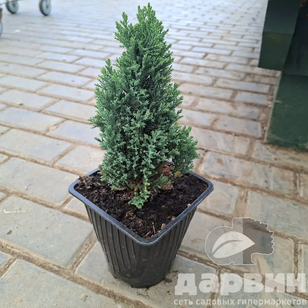 Кипарисовик лавсона Элвуди Пиллар в2 лав (3)