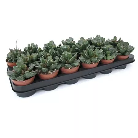 Адромискус Купери d8 h15 