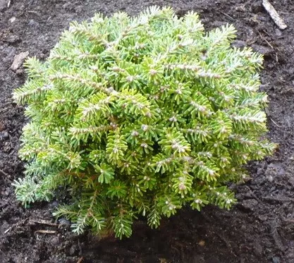 Пихта корейская Сильберкугель v3 25-30 Tw 