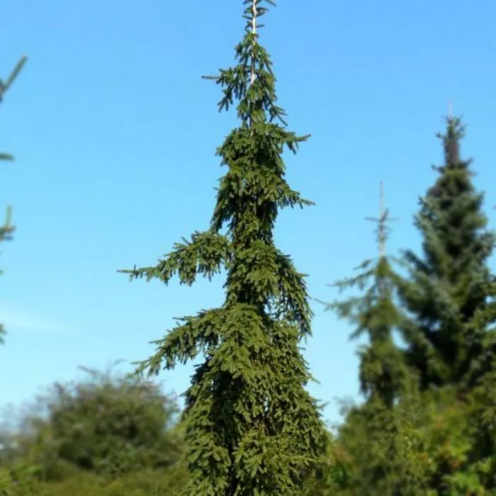 Растение ель обыкновенная Ротерхаус с2-3 2-летка Yos 