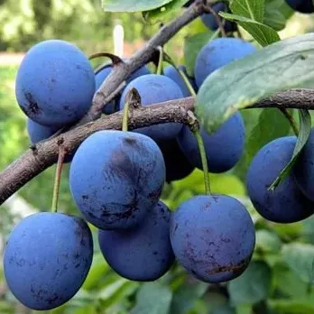 Слива Тернослив Подарок 3-х летка Tim 