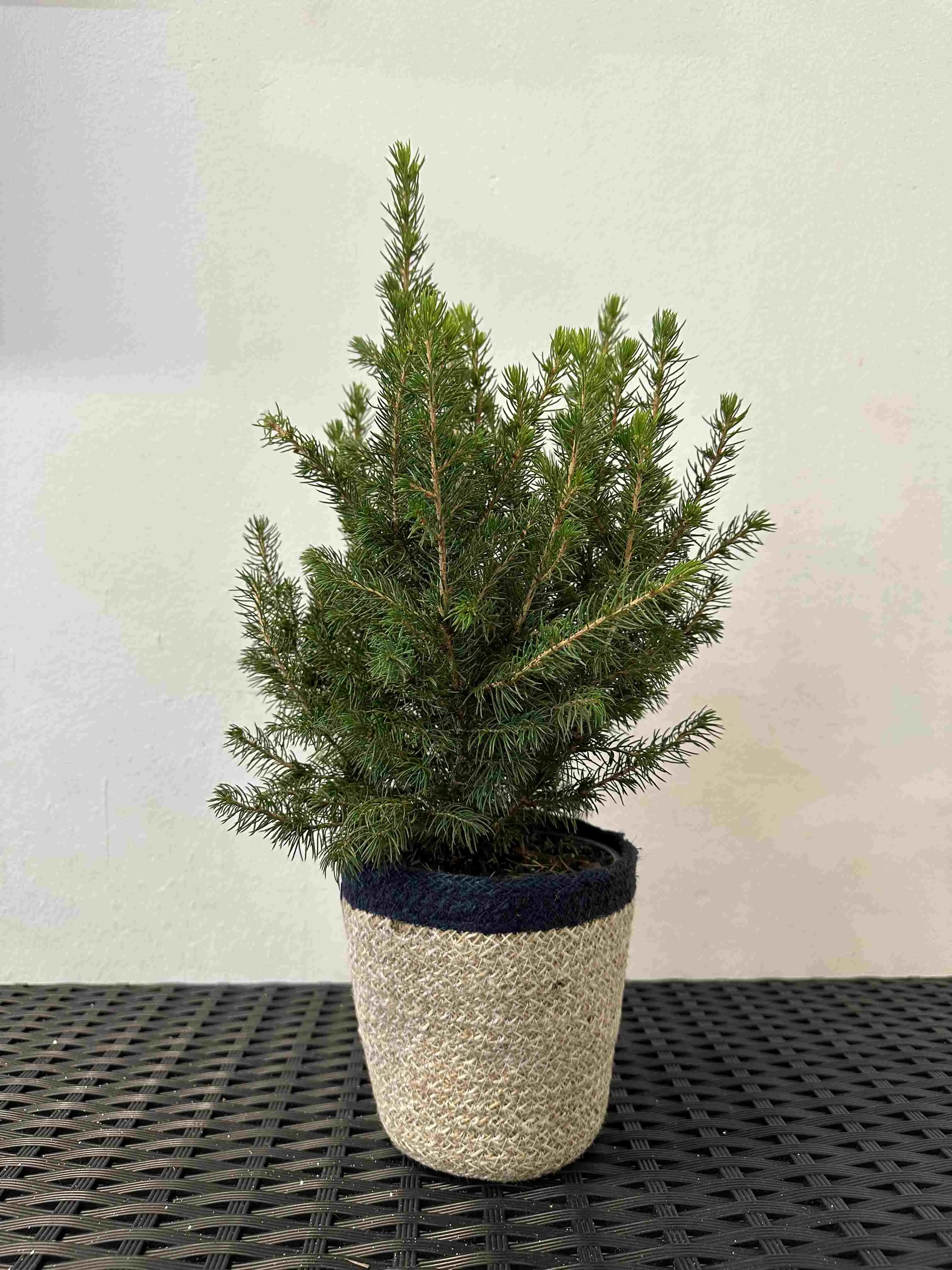 Ель Коника новогодняя d13 h45 по цене 