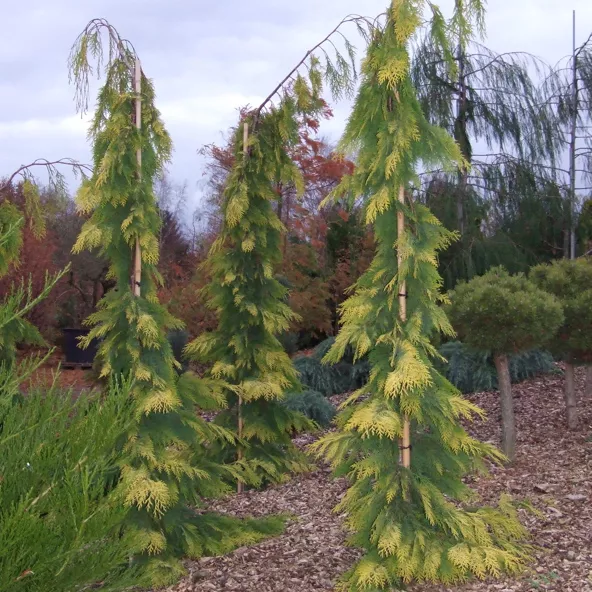 Растение кипарисовик лавсона Golden Tears C10 150-175 CM Tw5 