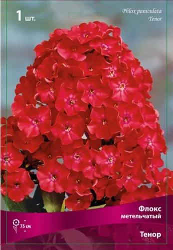 Кореневище Флокс метельчатый Тенор 1шт Поиск 