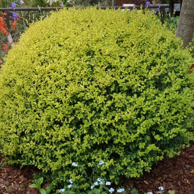 Бирючина обыкновенная Ауреум v2 20-30 Lav 