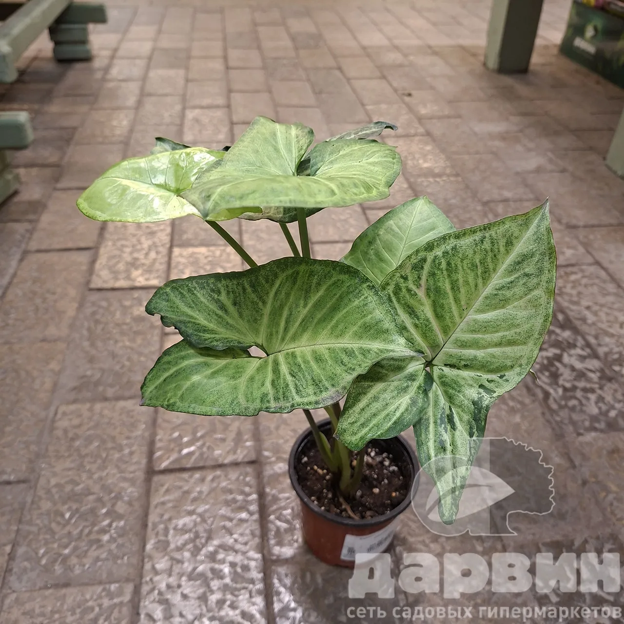 Сингониум д12 тим (2) WM