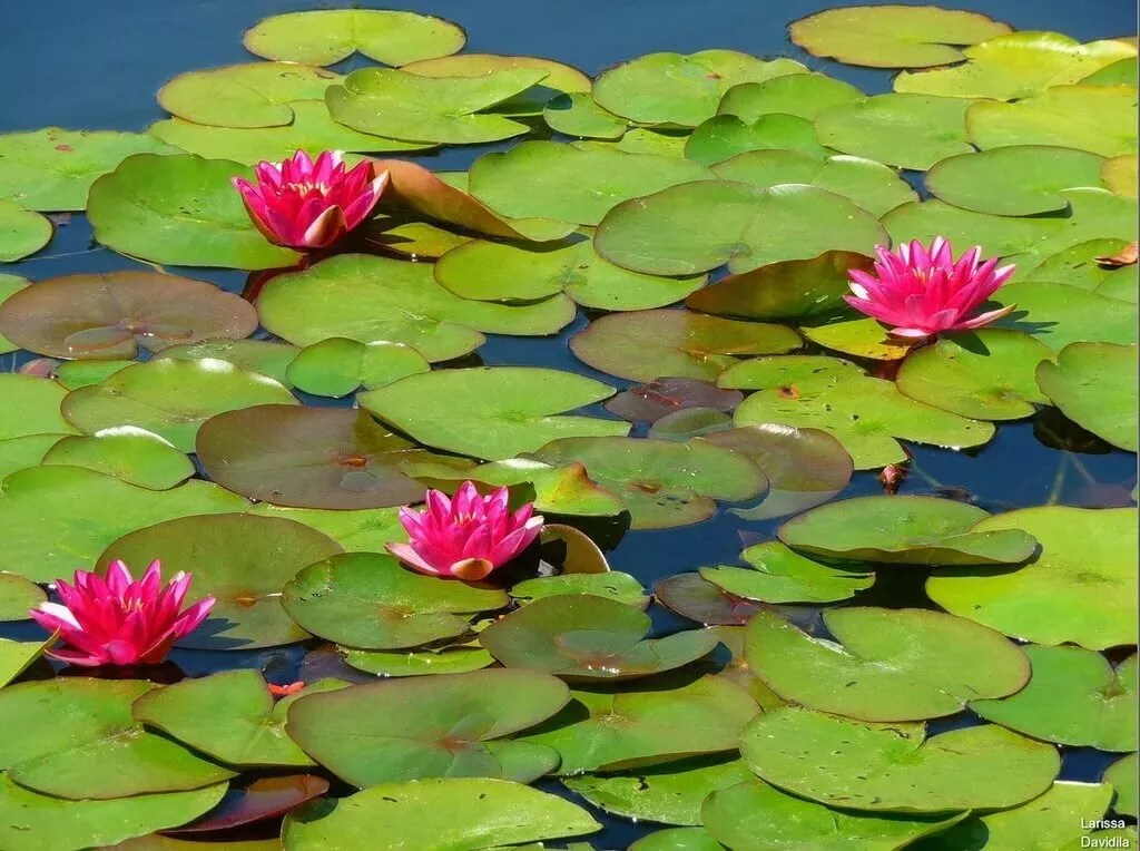 Водное растение = 499 Tim 