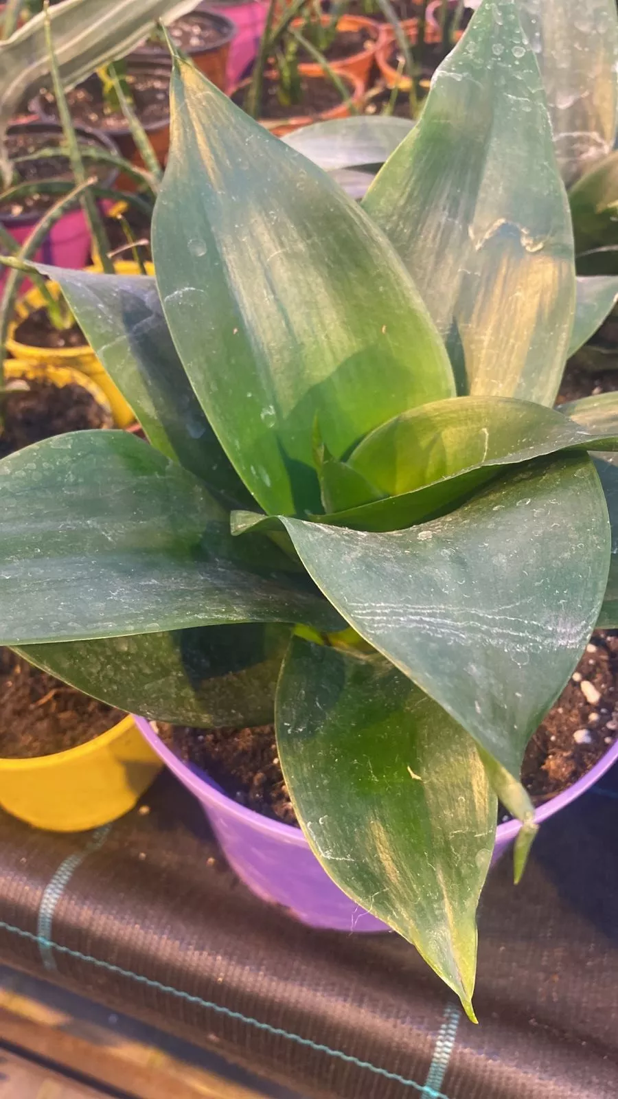 Сансевиерия Алмонд Джейд d17 h30-40 Tim в Москве и области – купить по низкой цене в интернет-магазине Дарвин