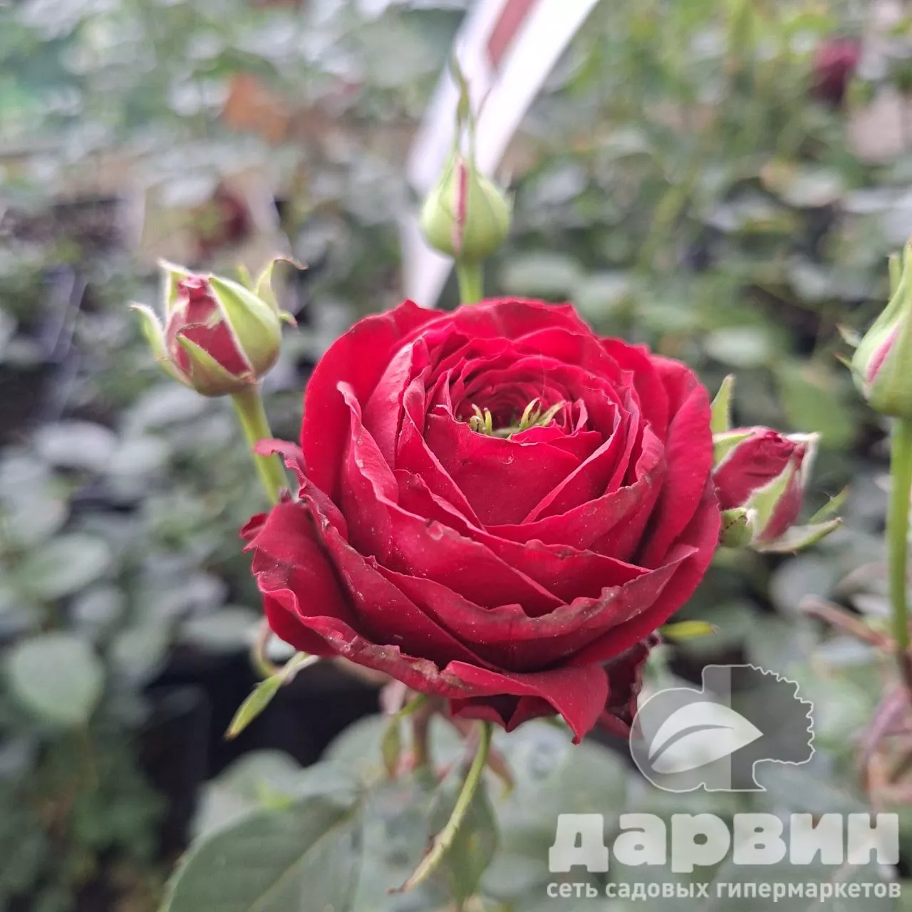 Роза флорибунда Красная шапочка v5 Lav 