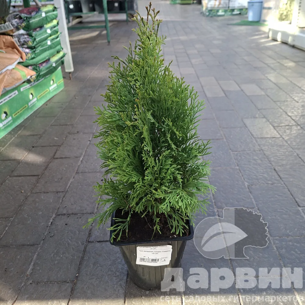 Туя западная Голден Смарагд v2 Lav 