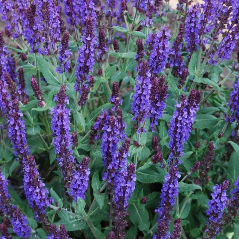 Шалфей Блю Филд d10 Lav 