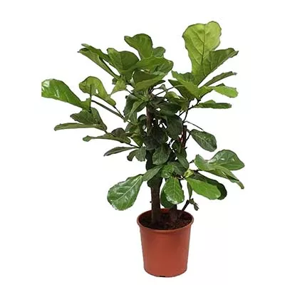 Фикус лировидный d9 h25 