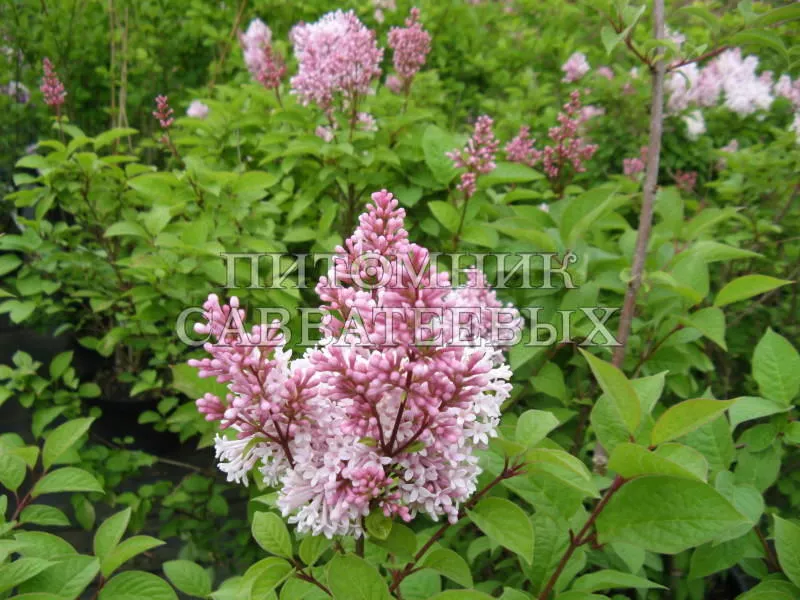 Сирень престон Хелен v3 30-40 Sav 