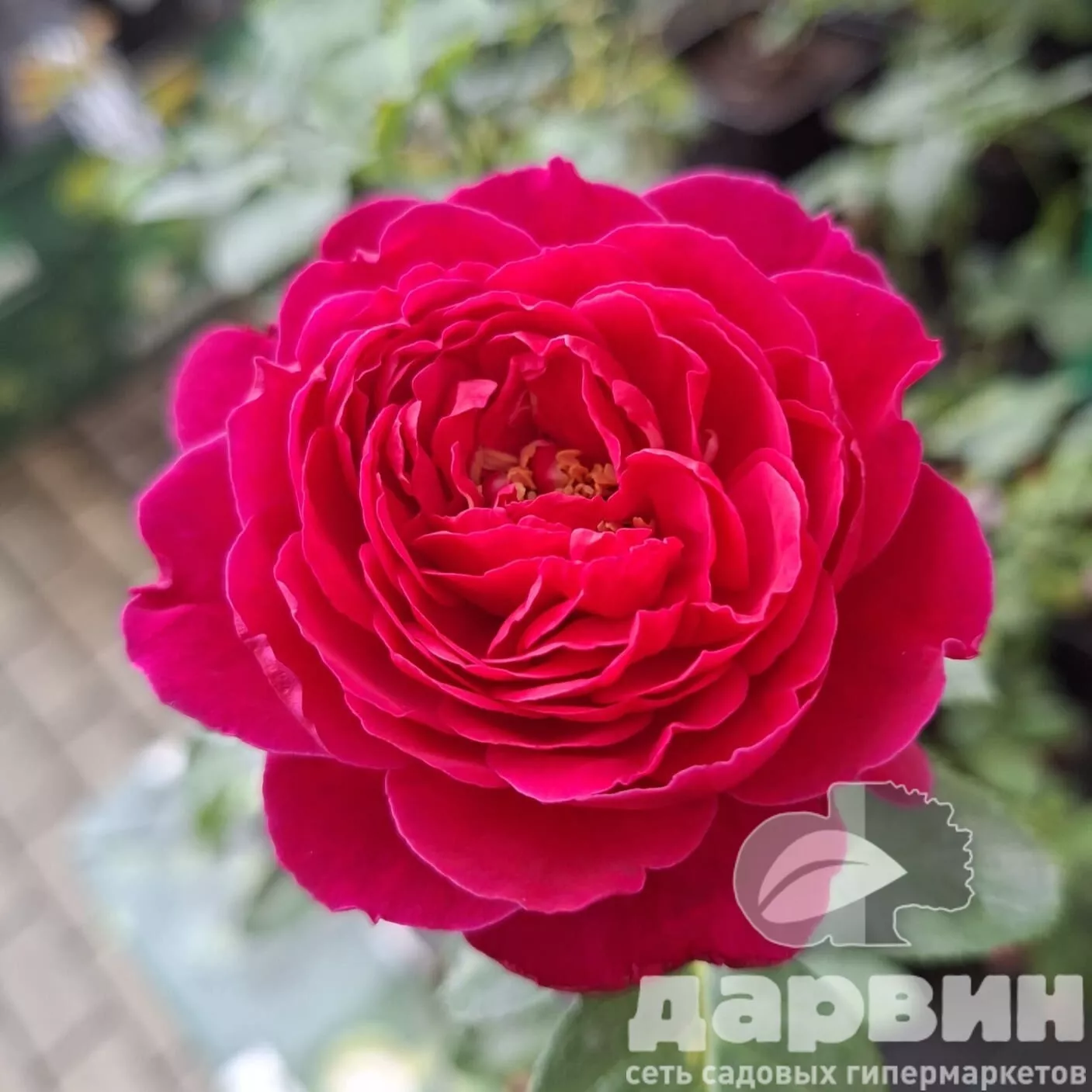 Роза флорибунда Мариетта v5 Lav 