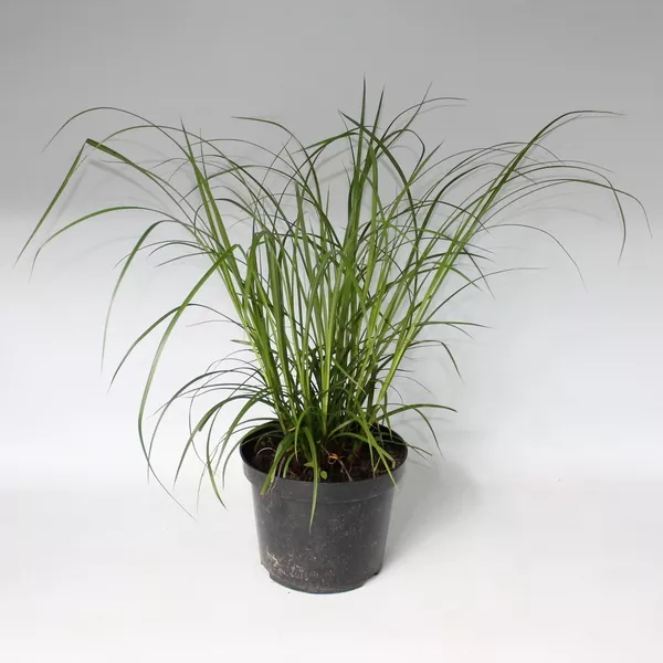 Осока ложно-сыть конт 2-3 л Les 