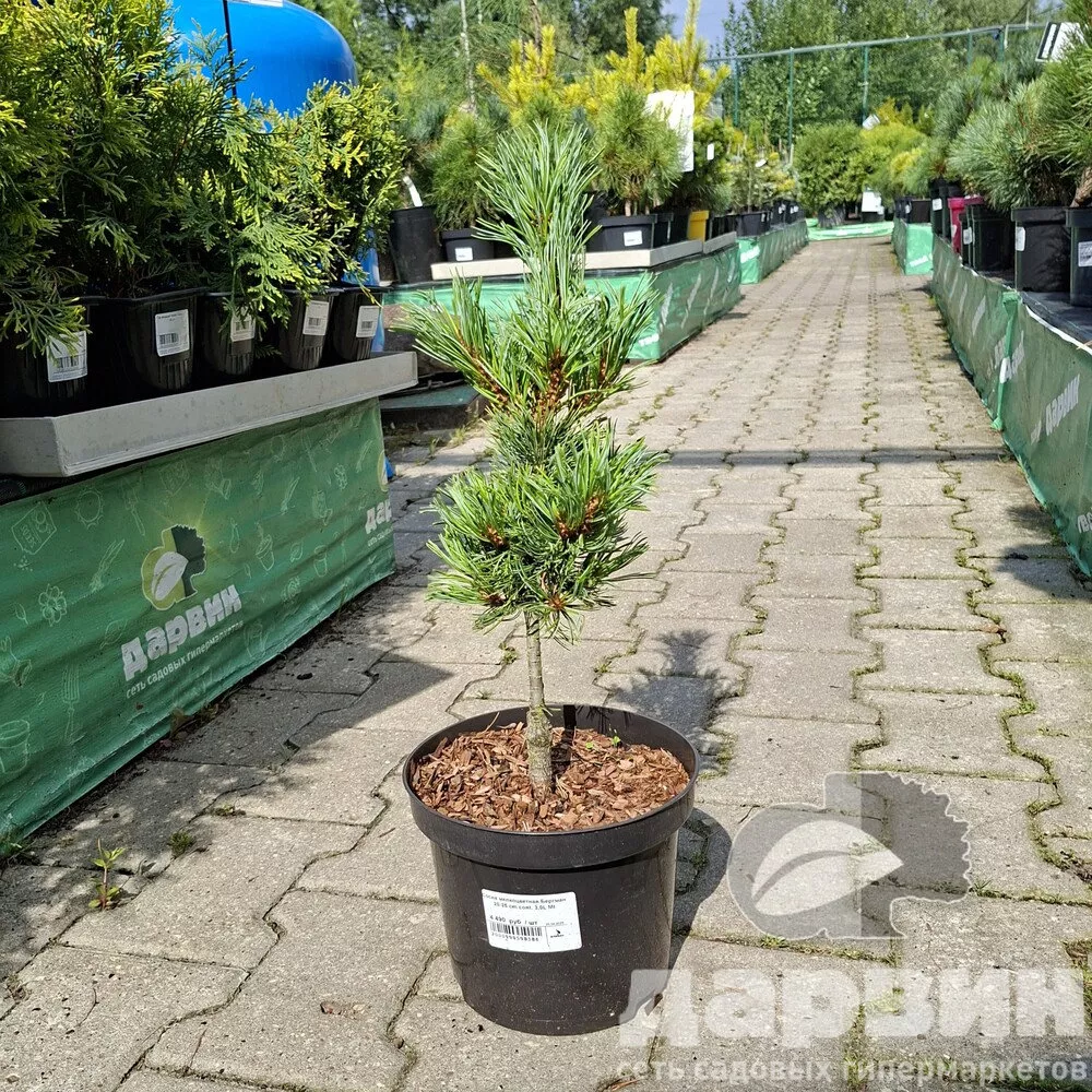 Сосна мелкоцветная Бергман 20-25 cm cont. 3,0L Mt 