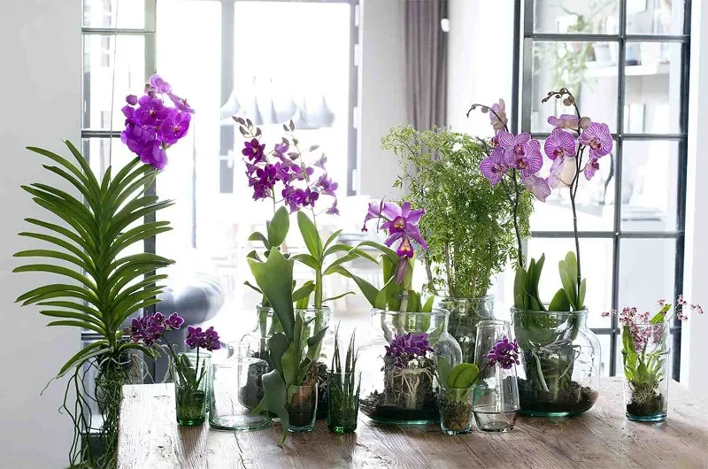 Купите орхидею для комнаты 