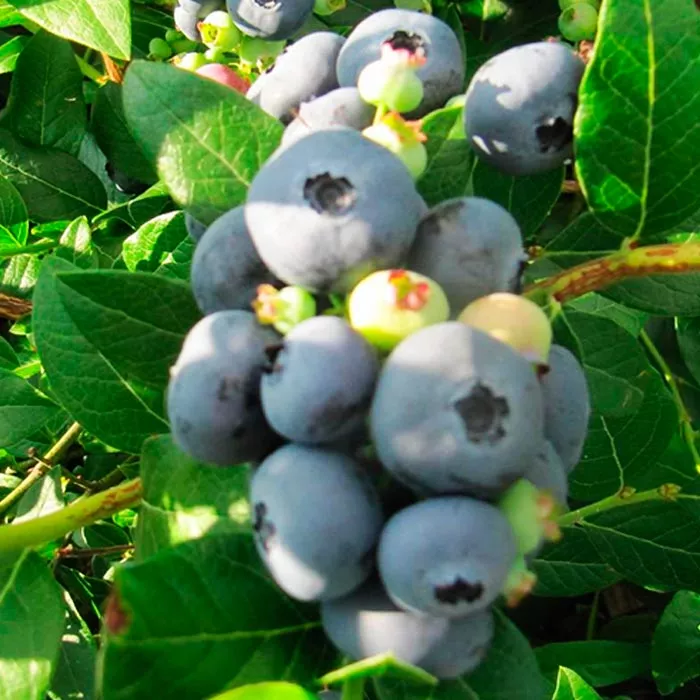 Голубика садовая Нортблю P9 